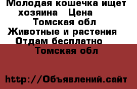 Молодая кошечка ищет хозяина › Цена ­ 1 - Томская обл. Животные и растения » Отдам бесплатно   . Томская обл.